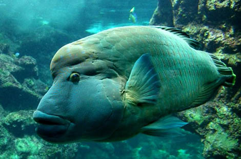 napoleon fish